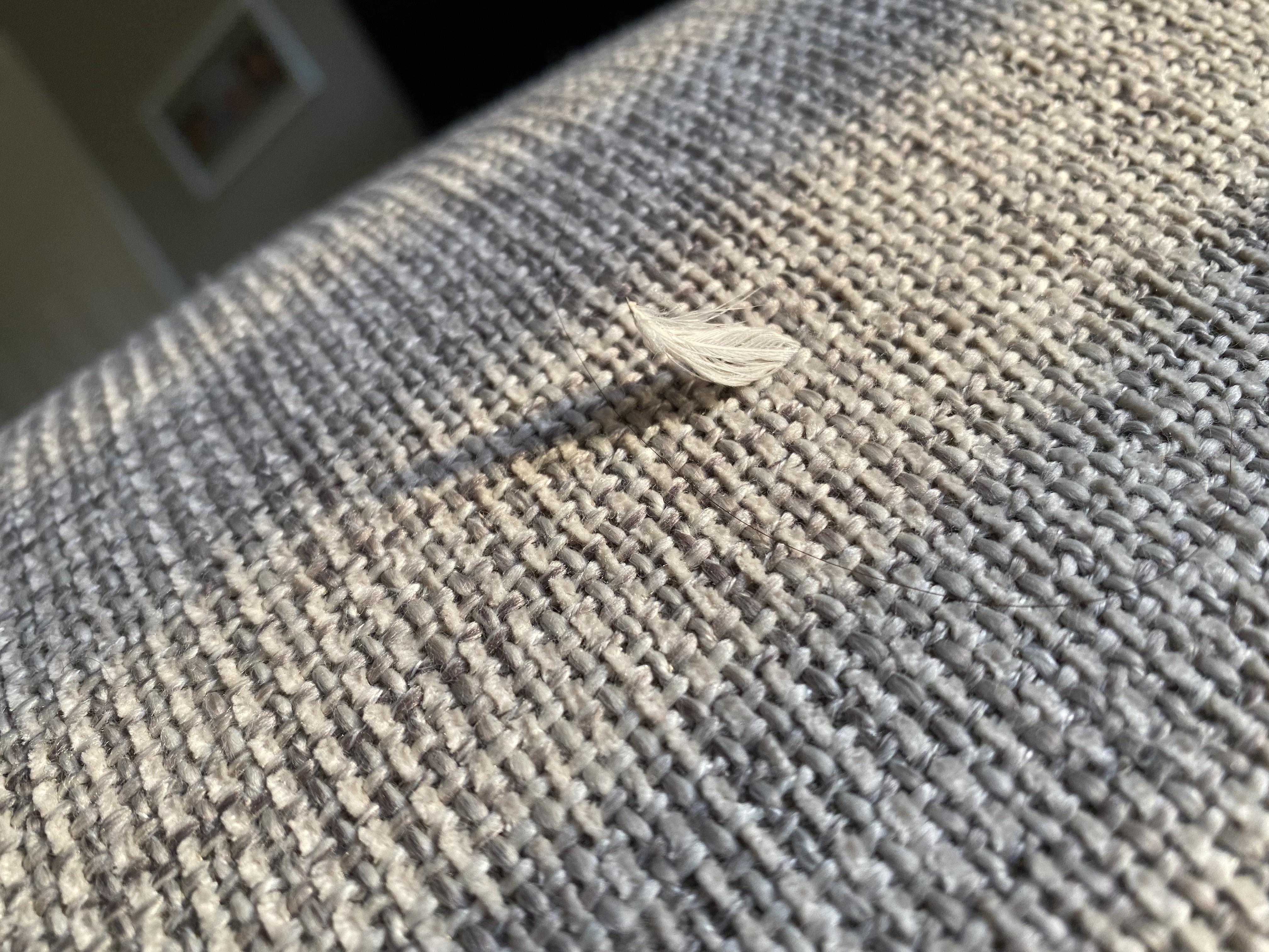 A close-up photograph of a light-colored sofa seat cushion with a few small feather quills poking through the woven upholstery fabric, soft natural window light