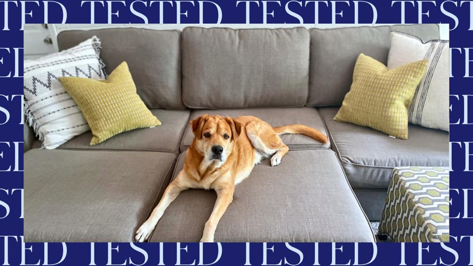 A medium sized dog lying on a woven rug a few feet away from a new upholstered sofa in a bright living room with open windows, realistic photo