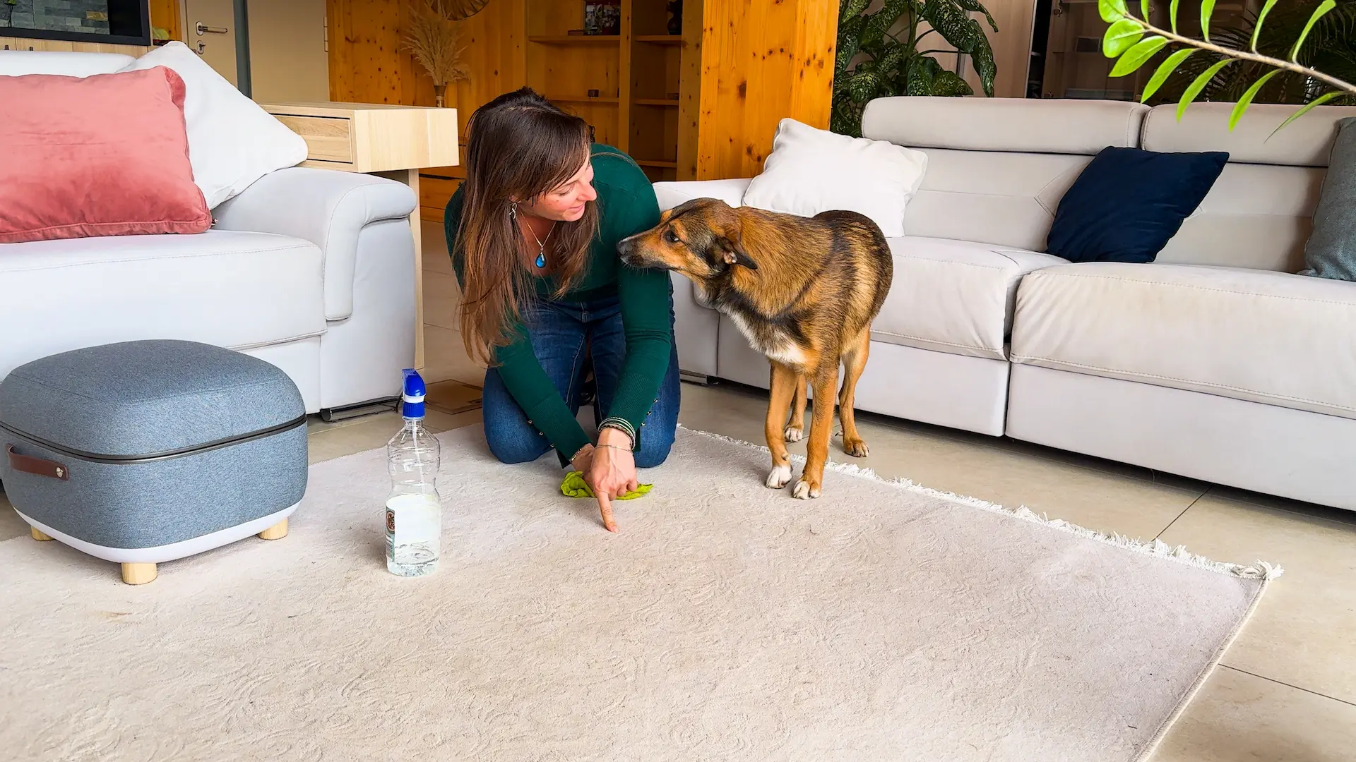A person wearing gloves blotting fresh dog urine from a light beige fabric couch cushion with thick white paper towels beside an enzyme cleaner bottle on a wooden coffee table, natural window light