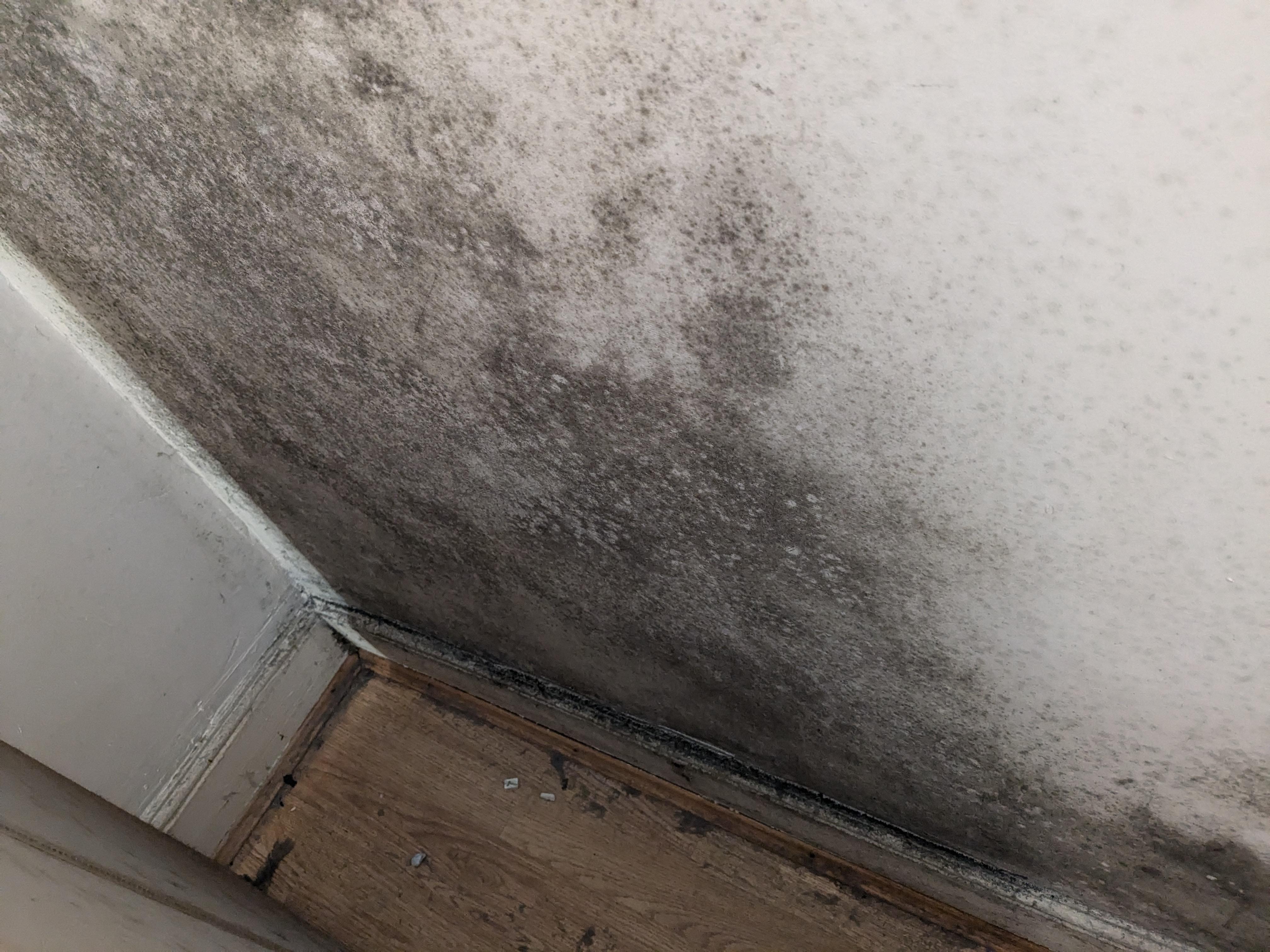 A real bedroom wall behind a bed showing a darker damp outline and small patches of visible mold where a headboard used to sit