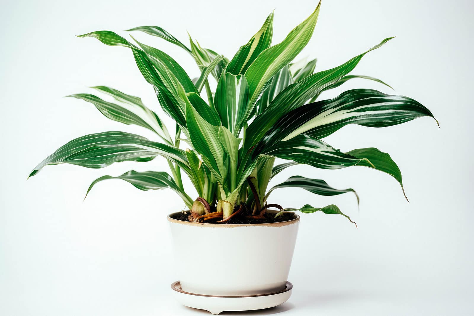 A real photo of a cast iron plant with tall glossy green leaves in a cream ceramic pot placed in a dim apartment corner beside a linen sofa