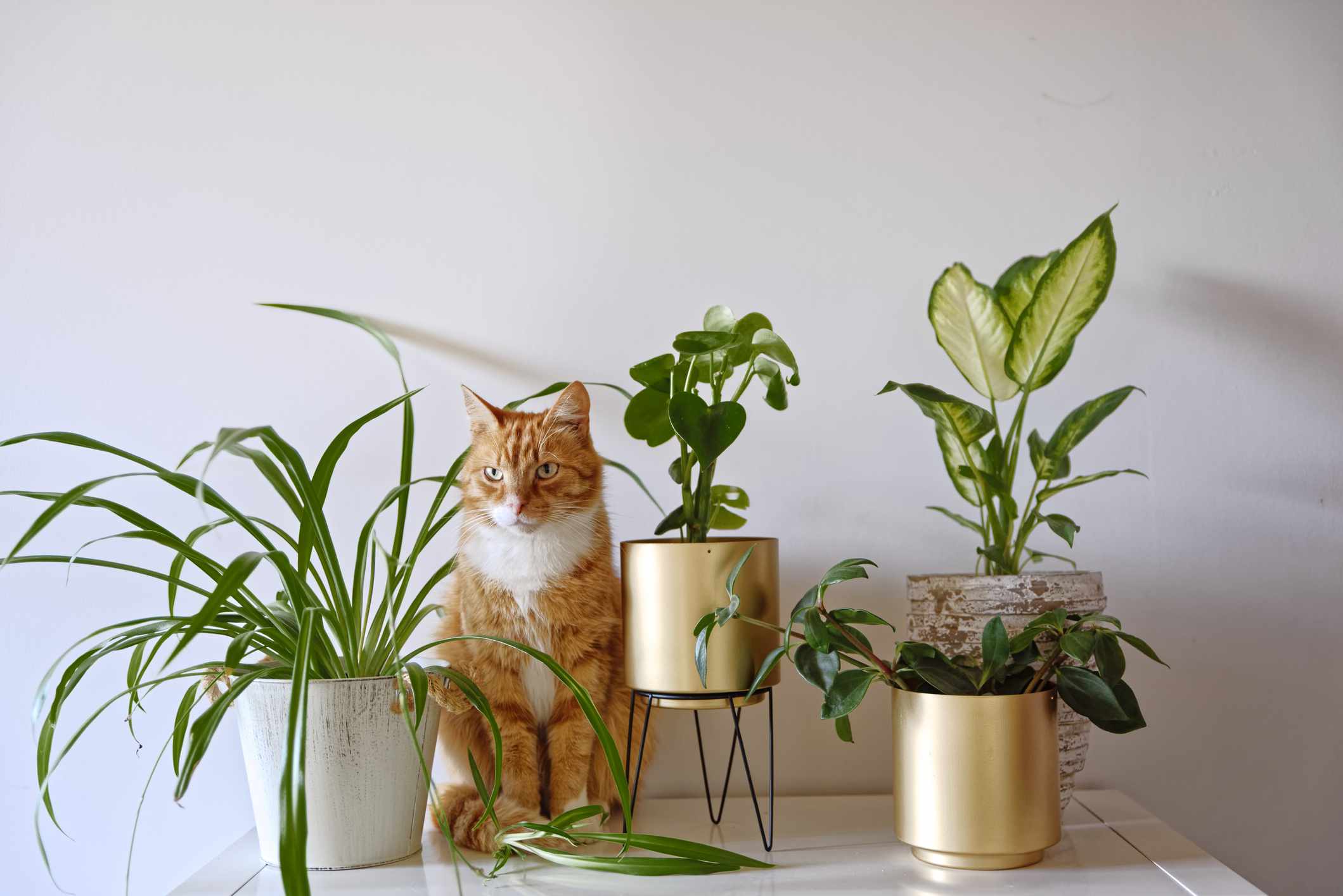 A real photo of a low-light apartment living room with a cast iron plant in a matte ceramic pot on the floor, a relaxed tabby cat nearby, warm lamplight and soft shadows