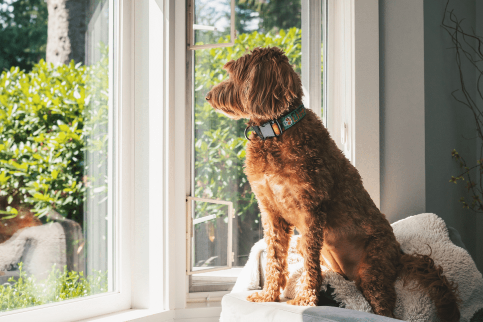 A real photo of a medium-sized dog sitting on a rug beside a sliding glass door with light-colored curtains pulled back and secured with a simple tieback, daylight coming in