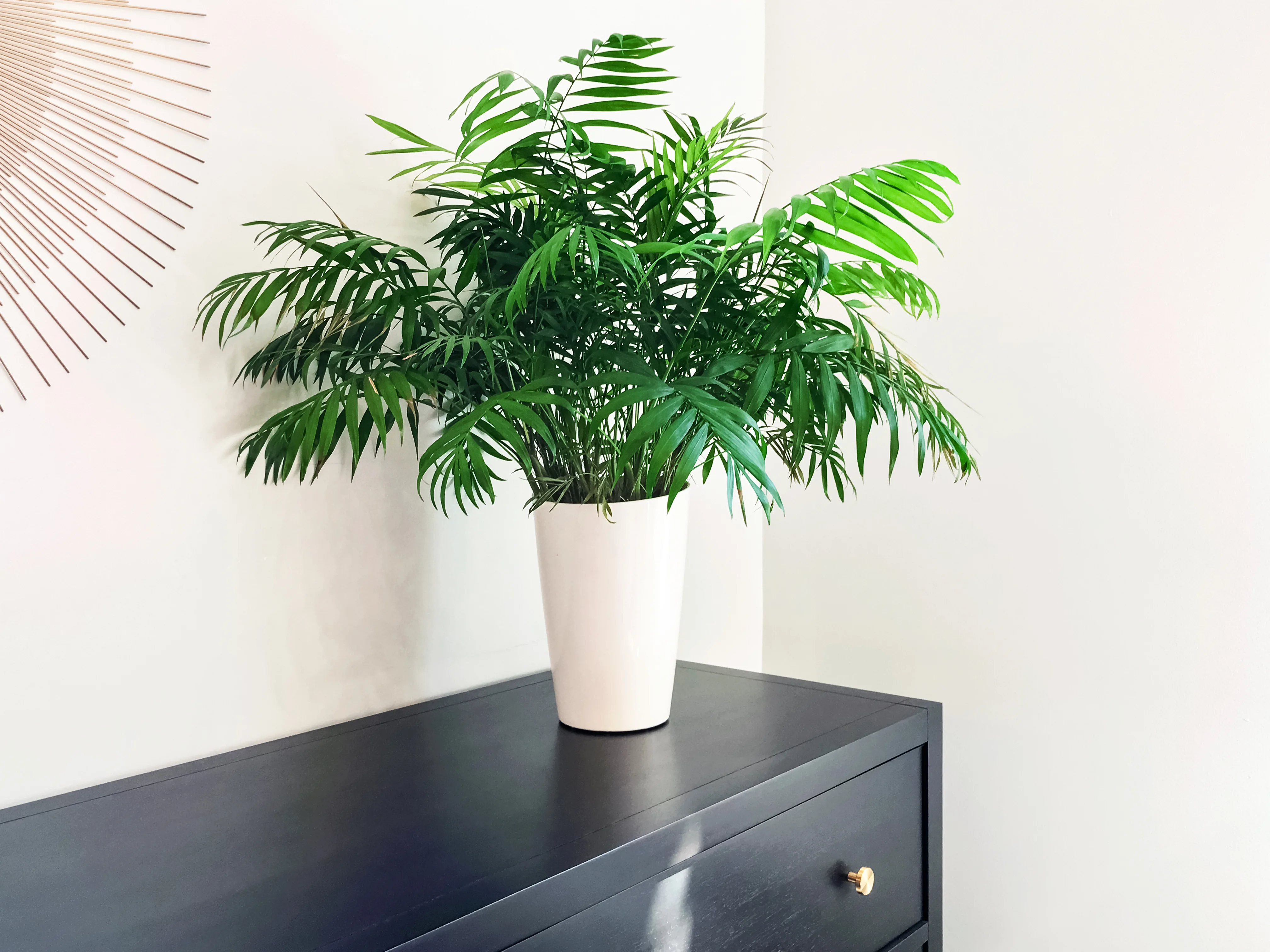 A real photo of a parlor palm on a wooden plant stand in a low-light bedroom beside a vintage dresser, soft morning window light