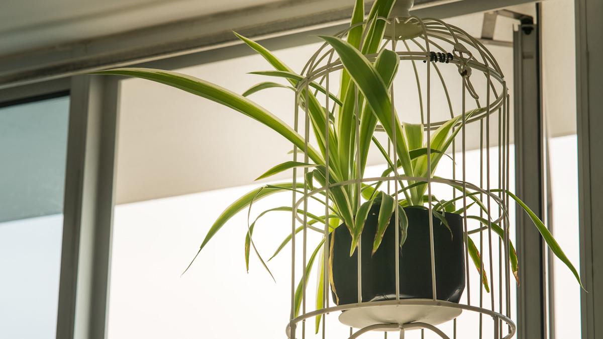 A real photo of a spider plant cascading from a hanging planter near an apartment window with sheer curtains and soft indirect light
