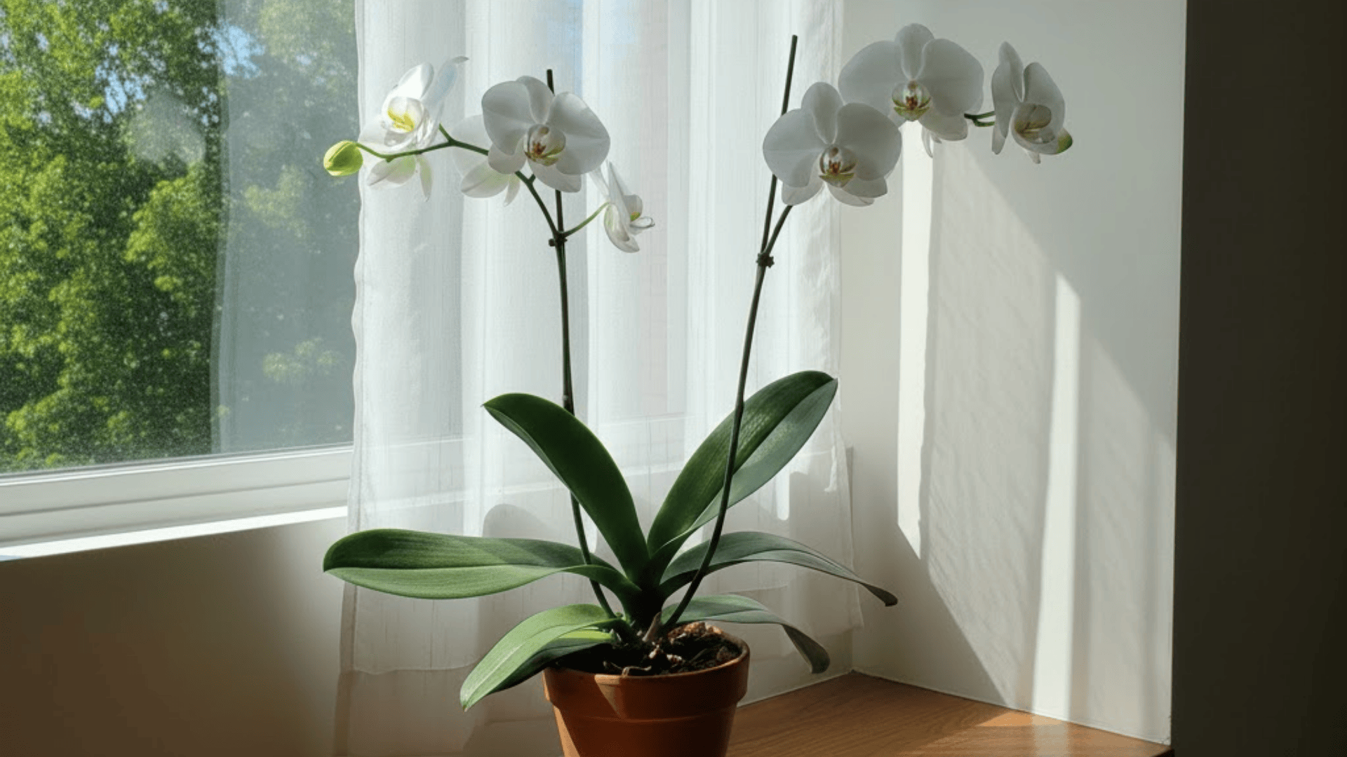 A real photo of a white Phalaenopsis orchid in a simple ceramic pot on an apartment windowsill with bright indirect light and sheer curtains