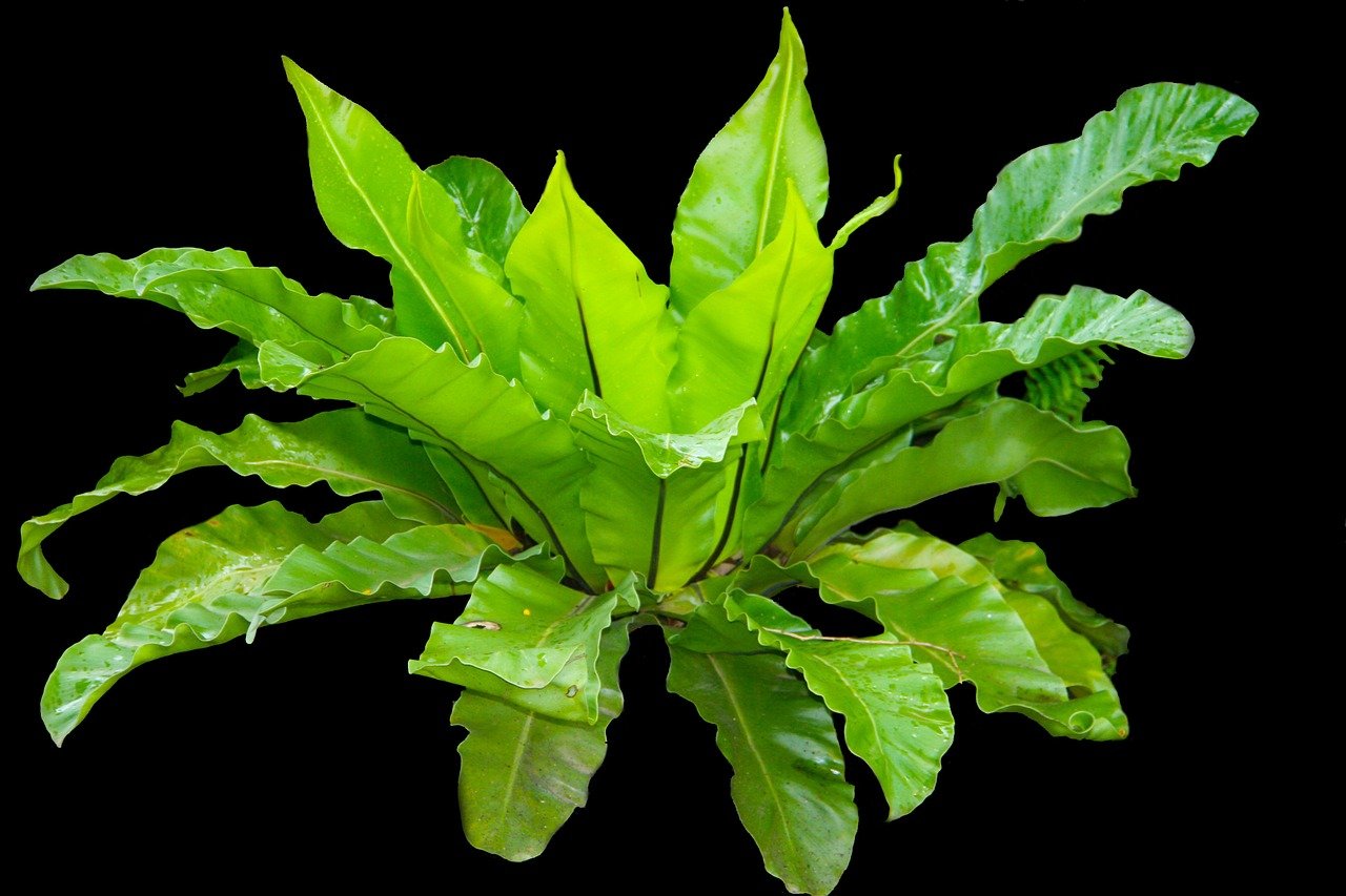 A real photograph of a bird's nest fern in a ceramic pot sitting on a bathroom windowsill with frosted glass and soft daylight