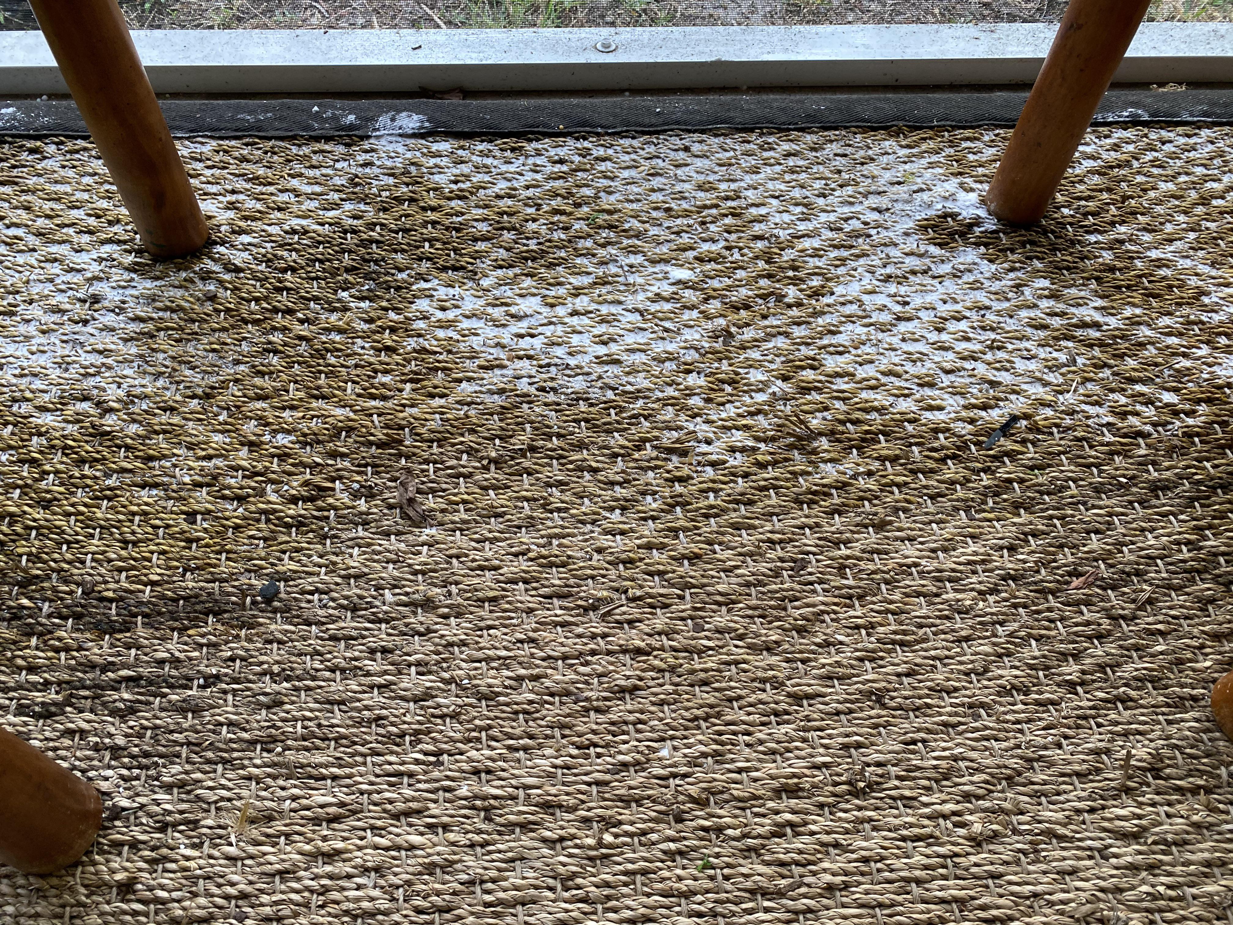 A real photograph of a small area of baking soda sprinkled on a woven sisal rug near a dining chair, ready to absorb an oily stain