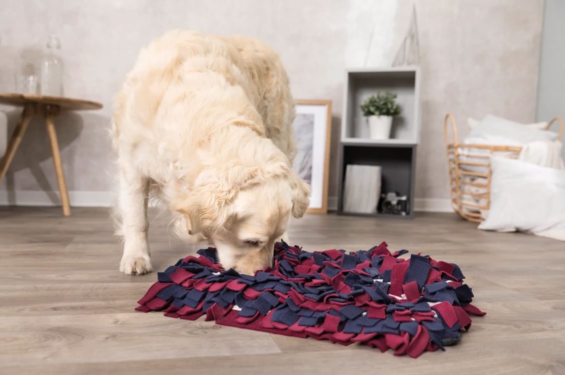 A small dog cautiously sniffing a newly installed beige carpet in a bright living room while an adult stands nearby