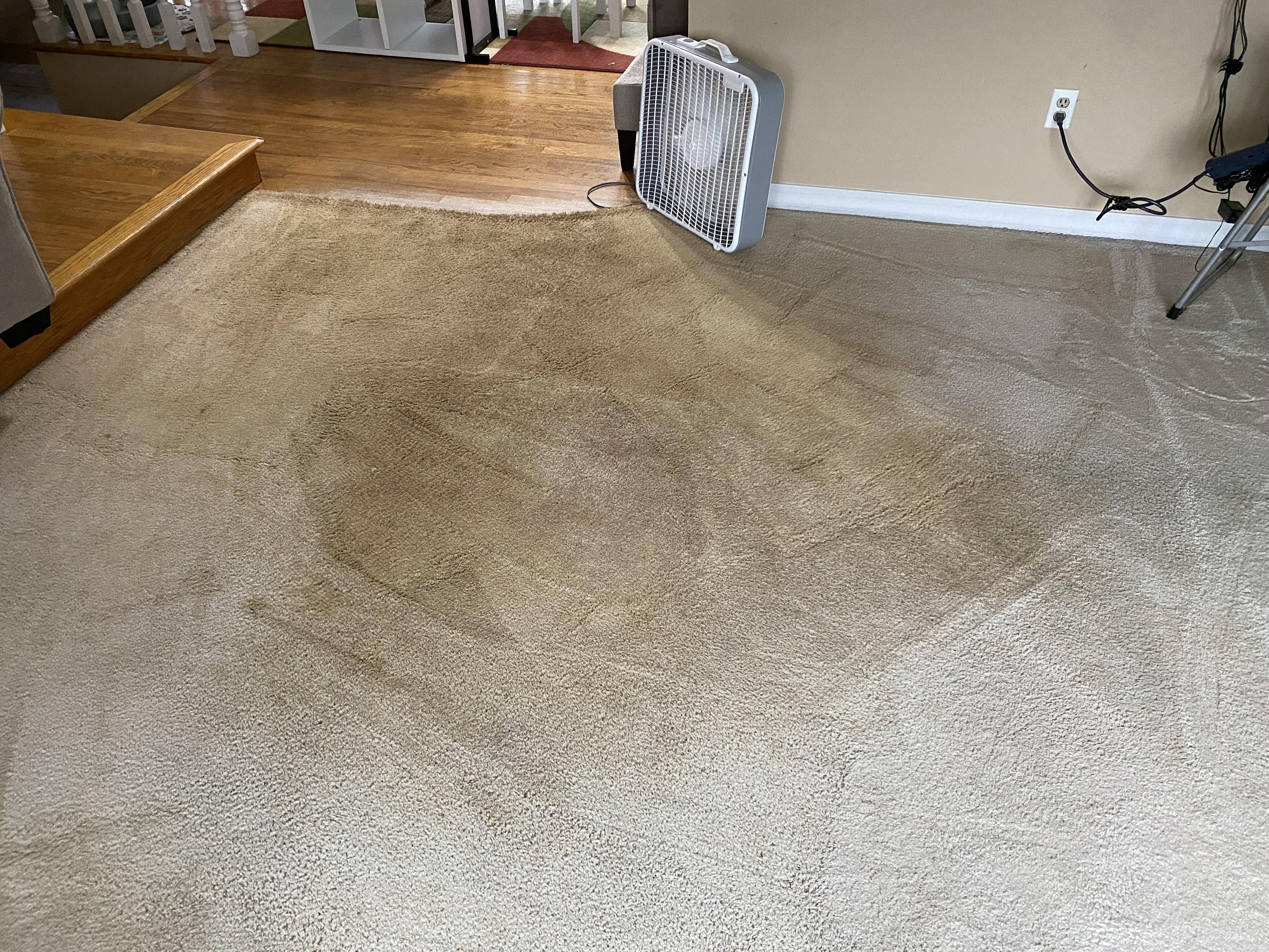 A wool area rug in a cozy living room showing a faint brown tide line after a DIY cleaning attempt, natural window light